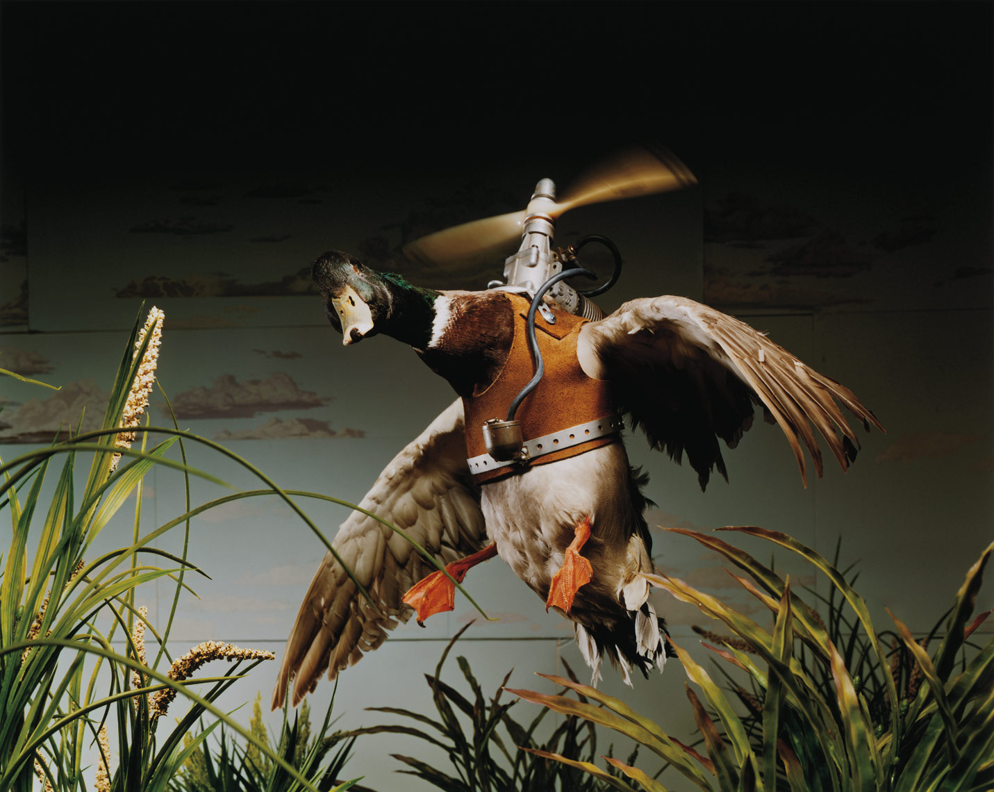 Field_Guide_Bird _David_Emmite 