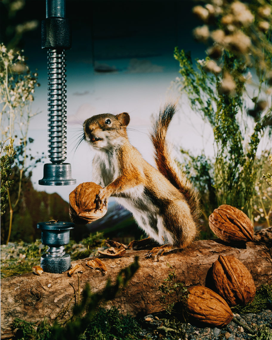 Field_Guide_Squirrel _David_Emmite 